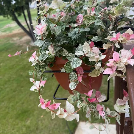 Il Monastero Di Qua Sarturano